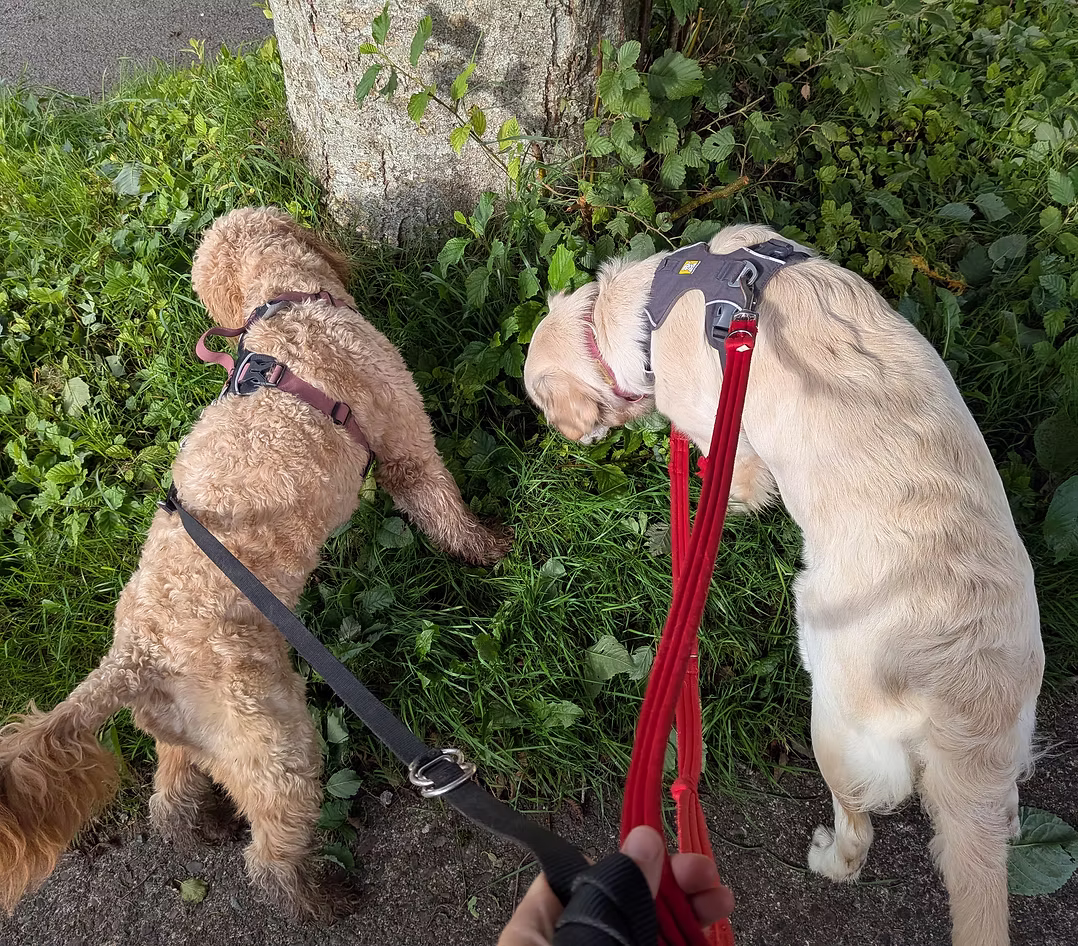 Dog out and about