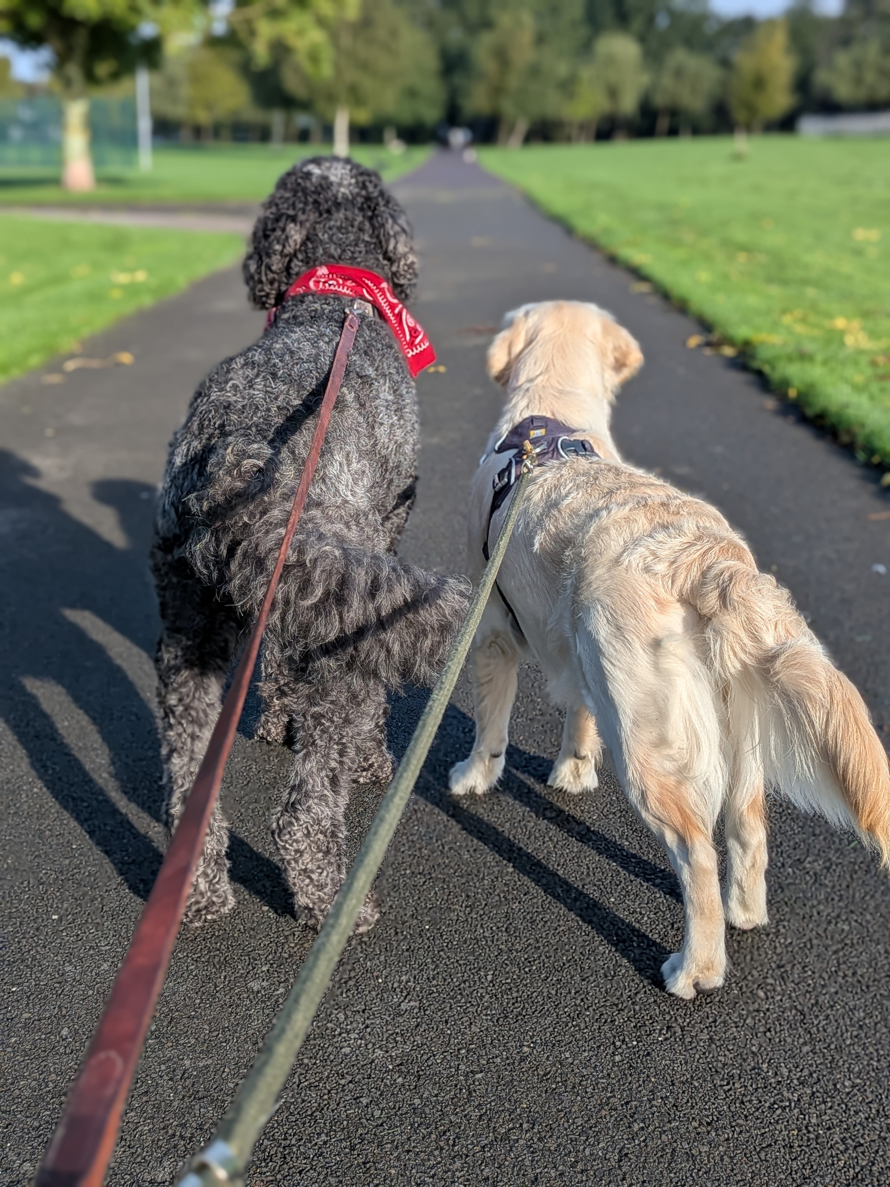 Two dogs walking along a park path