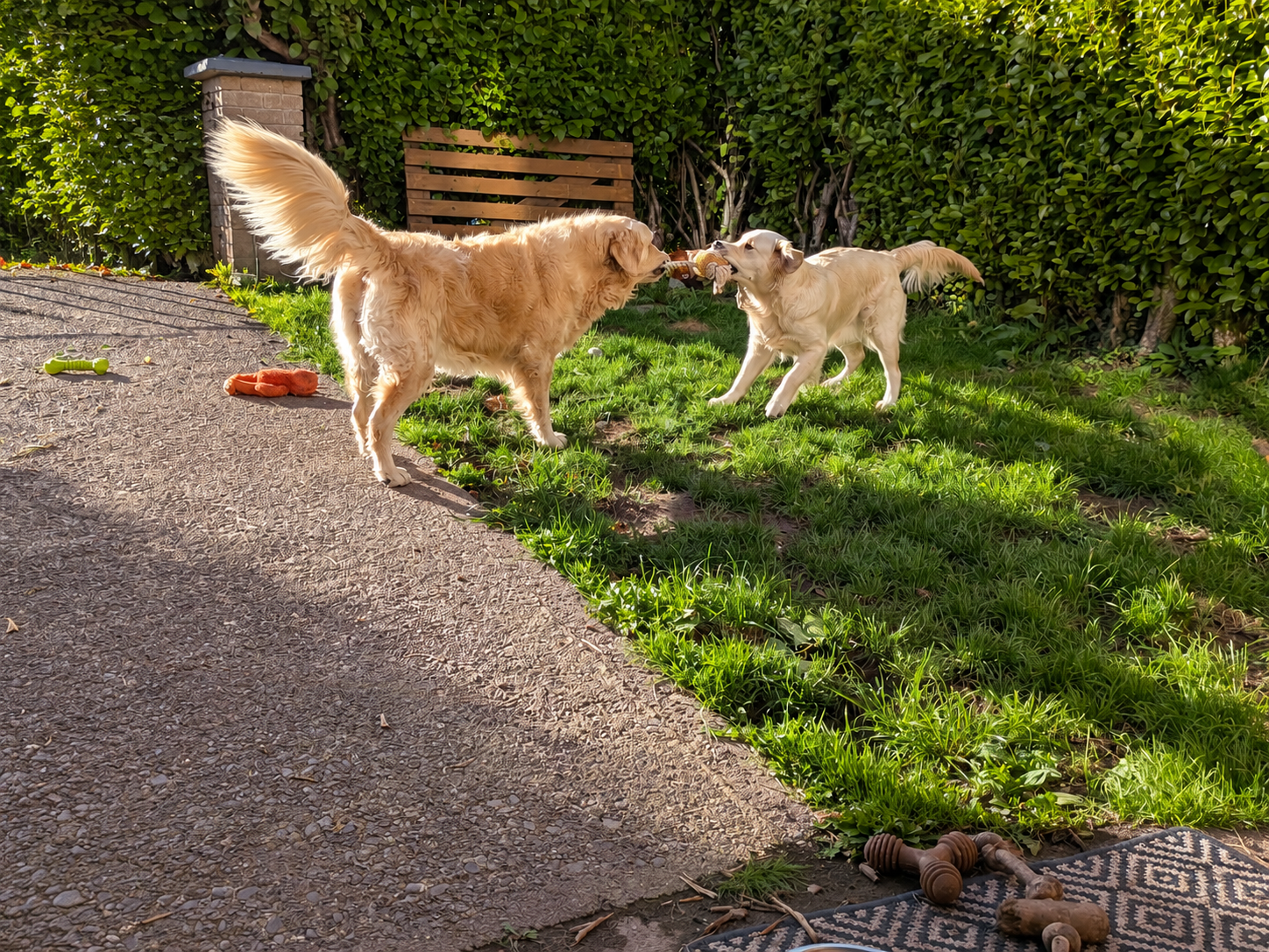 Two golden retrievers playing tug in the garden