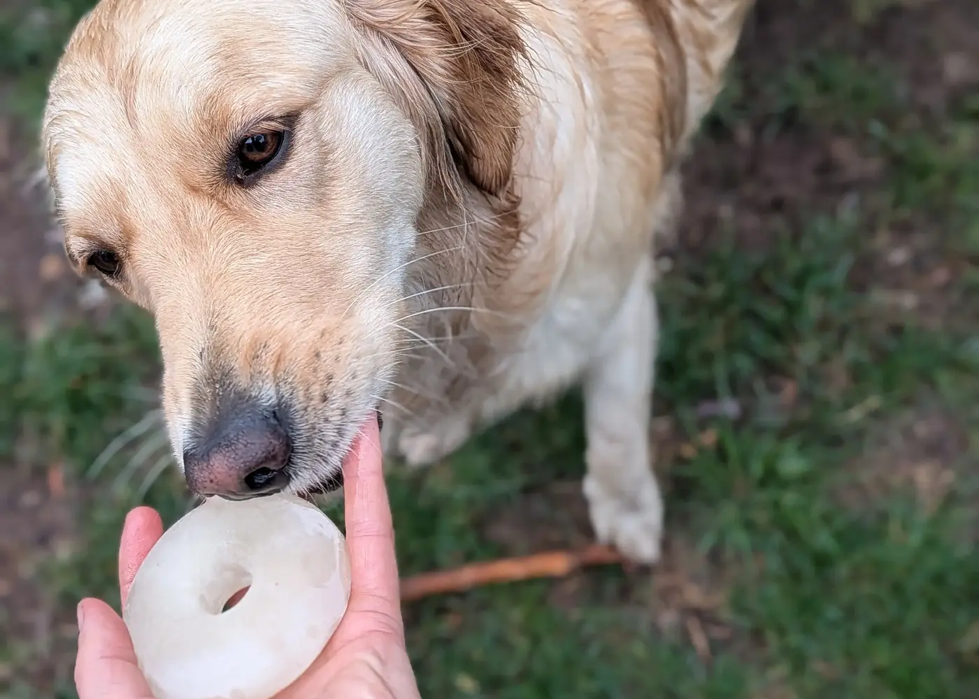 Dog outside