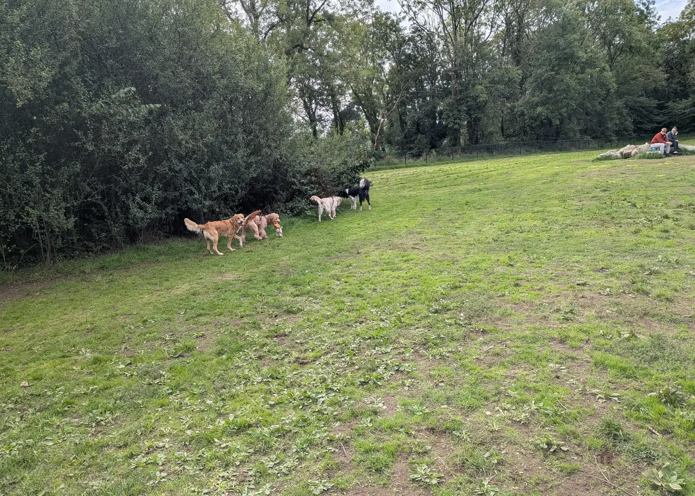 Dogs together
