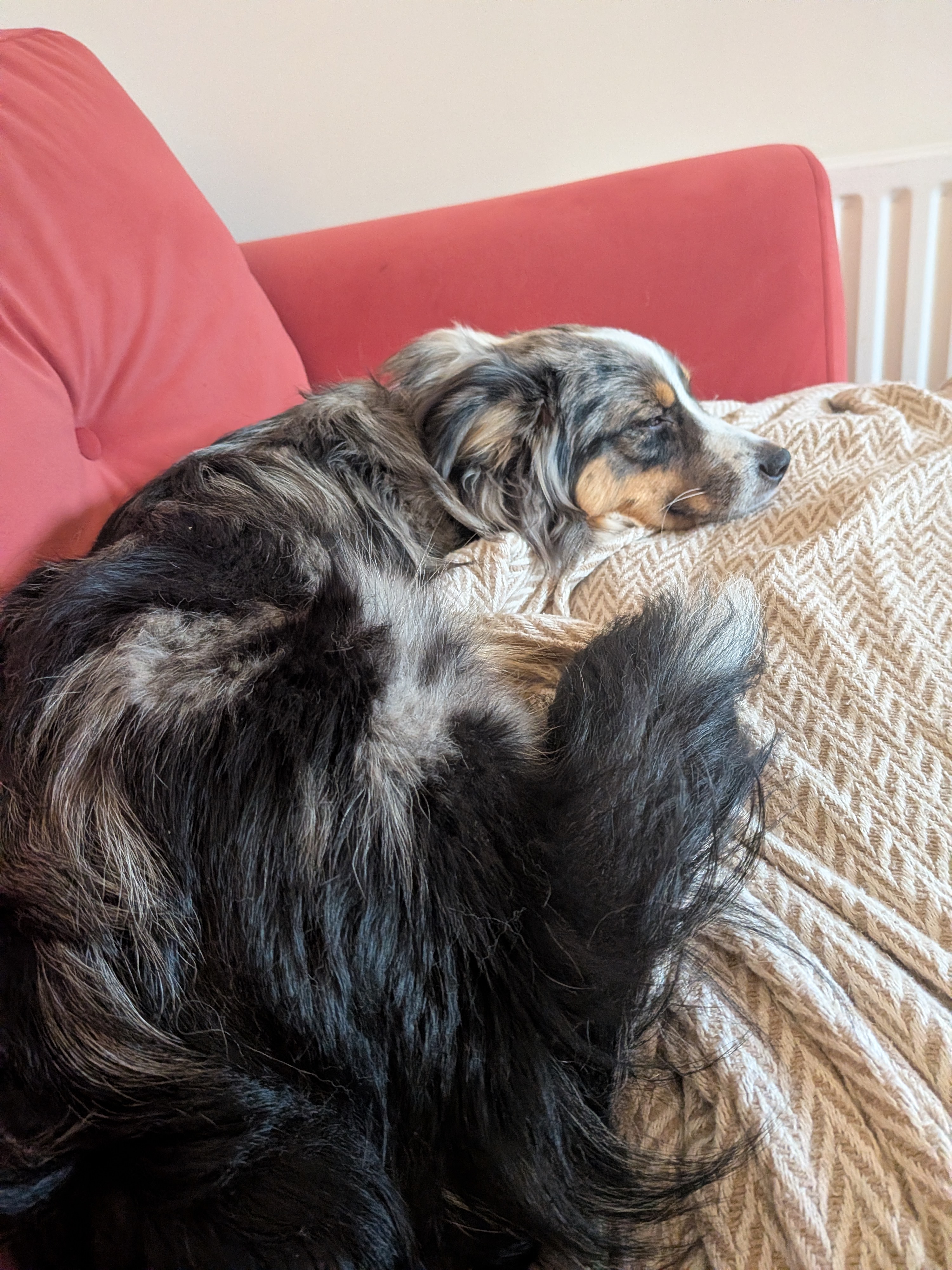 A dog staying at home