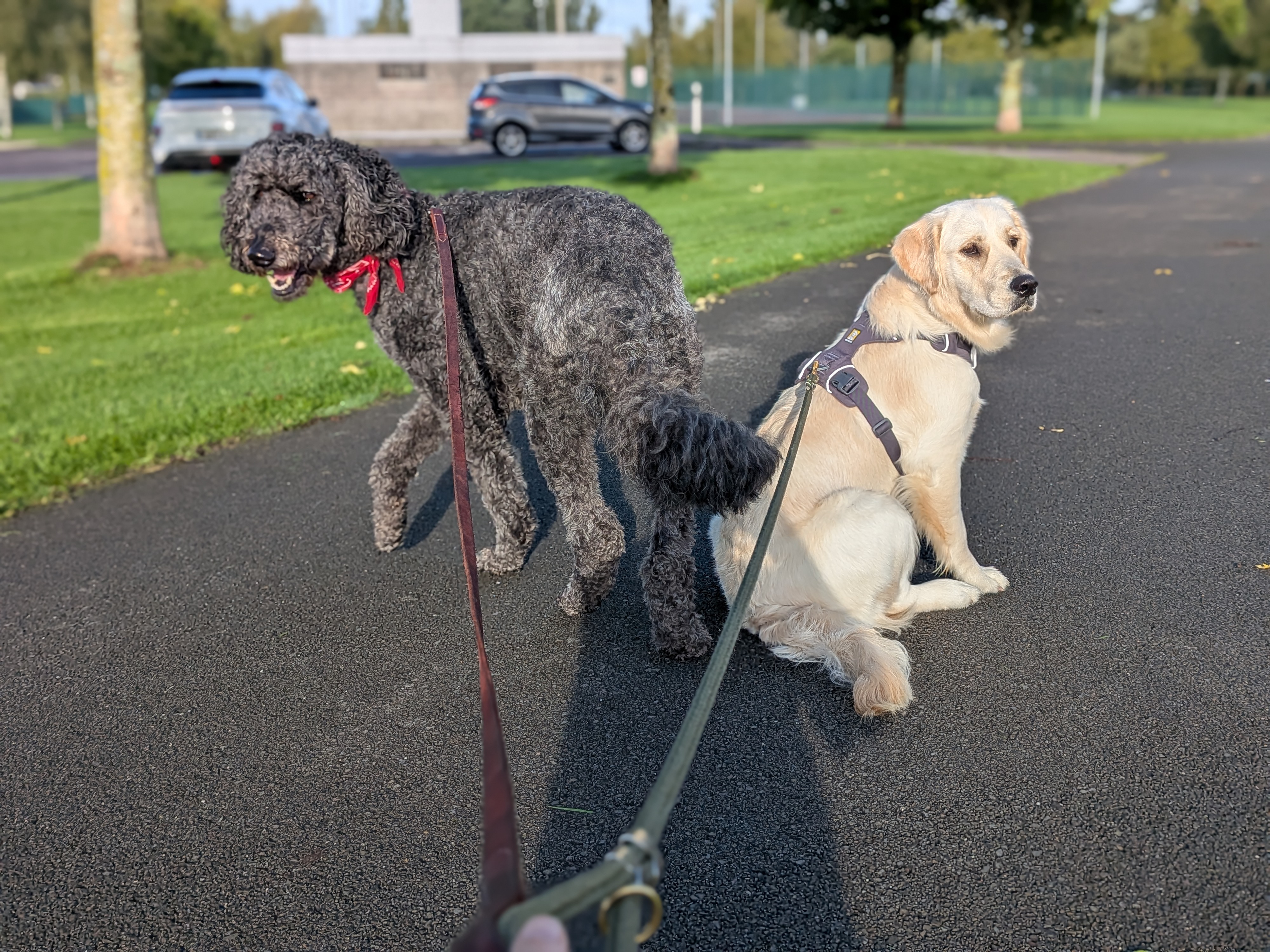 Two dogs out for a walk together