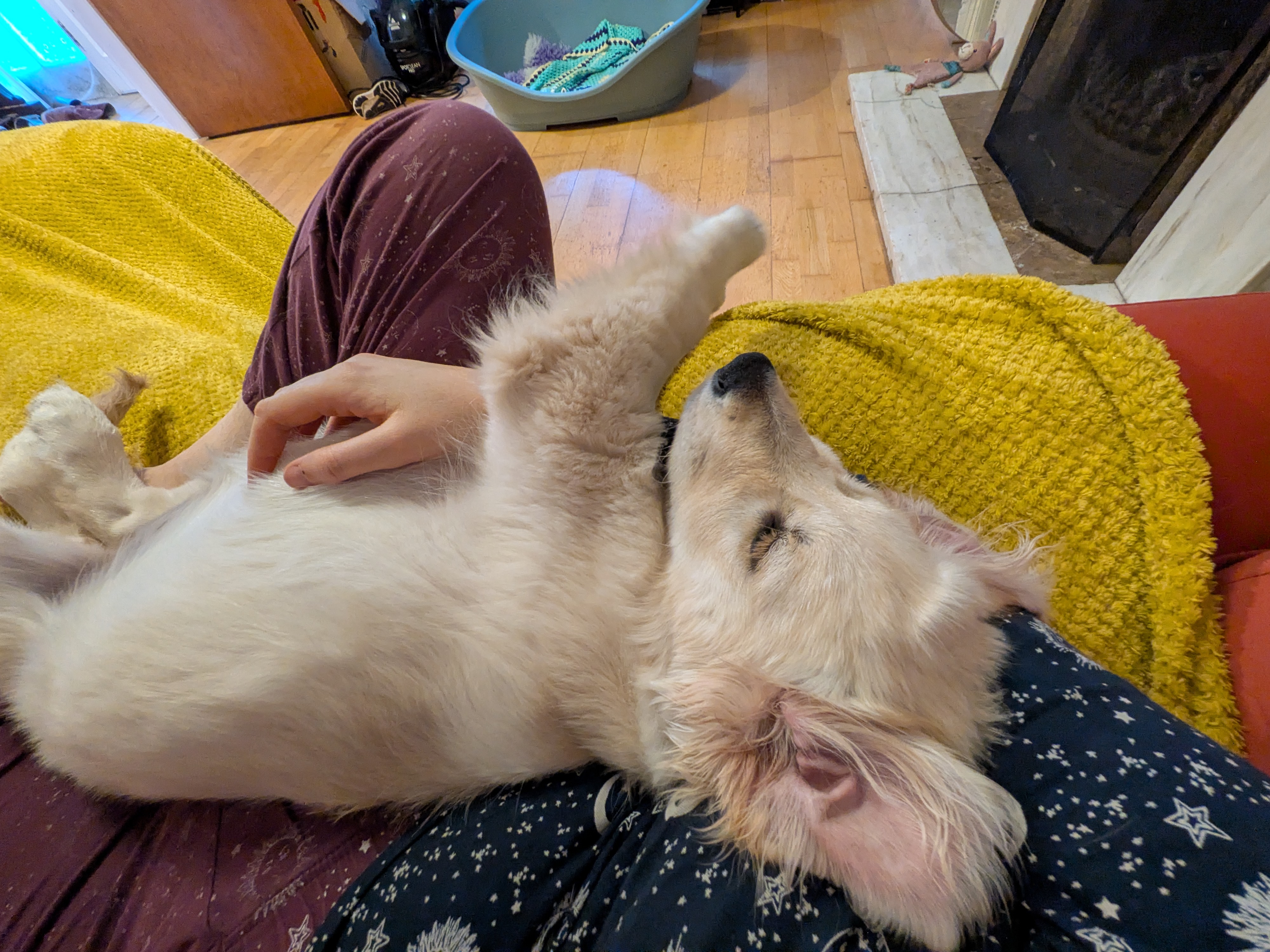 A dog enjoying a cuddle at home