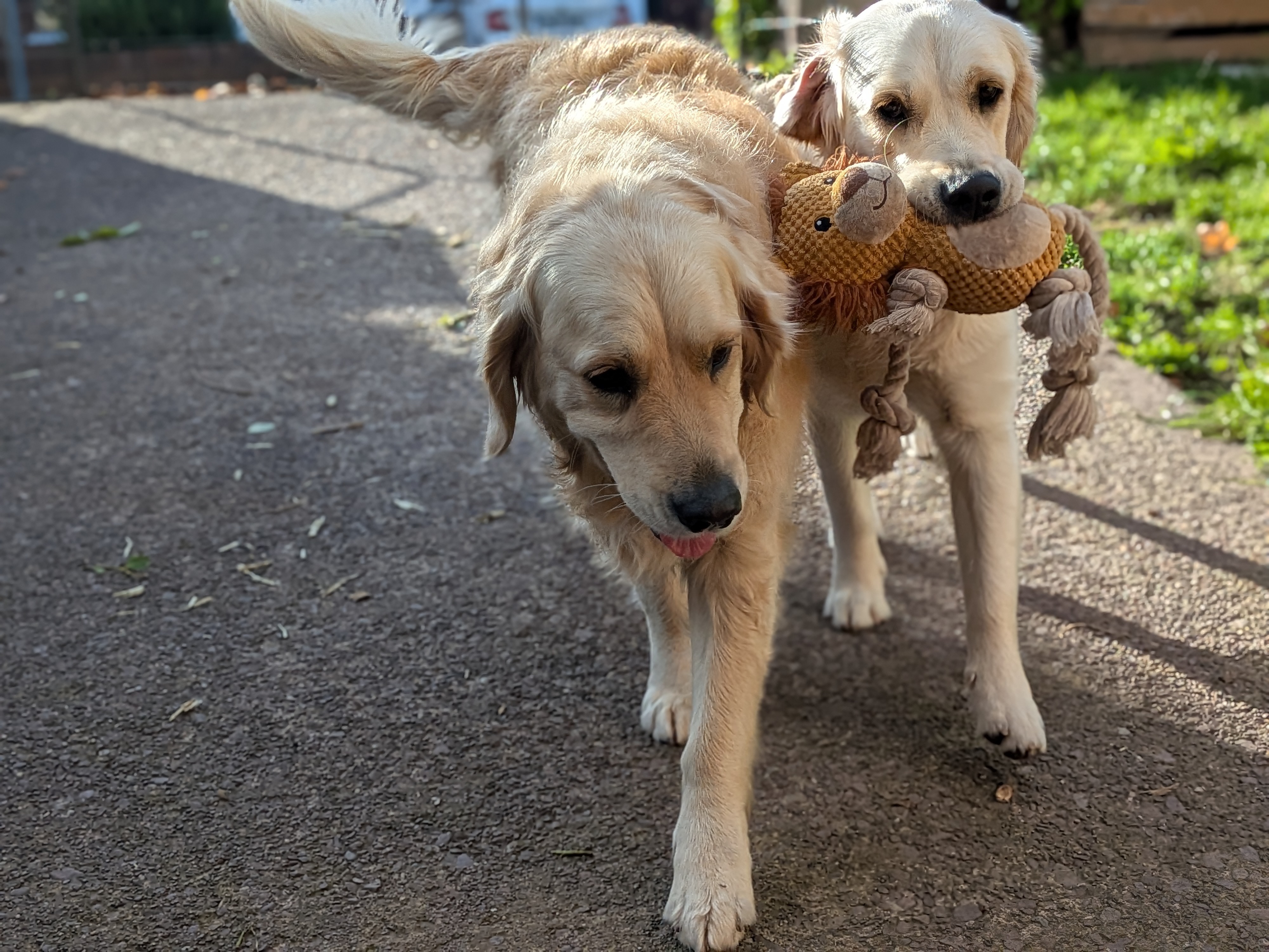 Two golden retrievers playing with a toy in the garden
