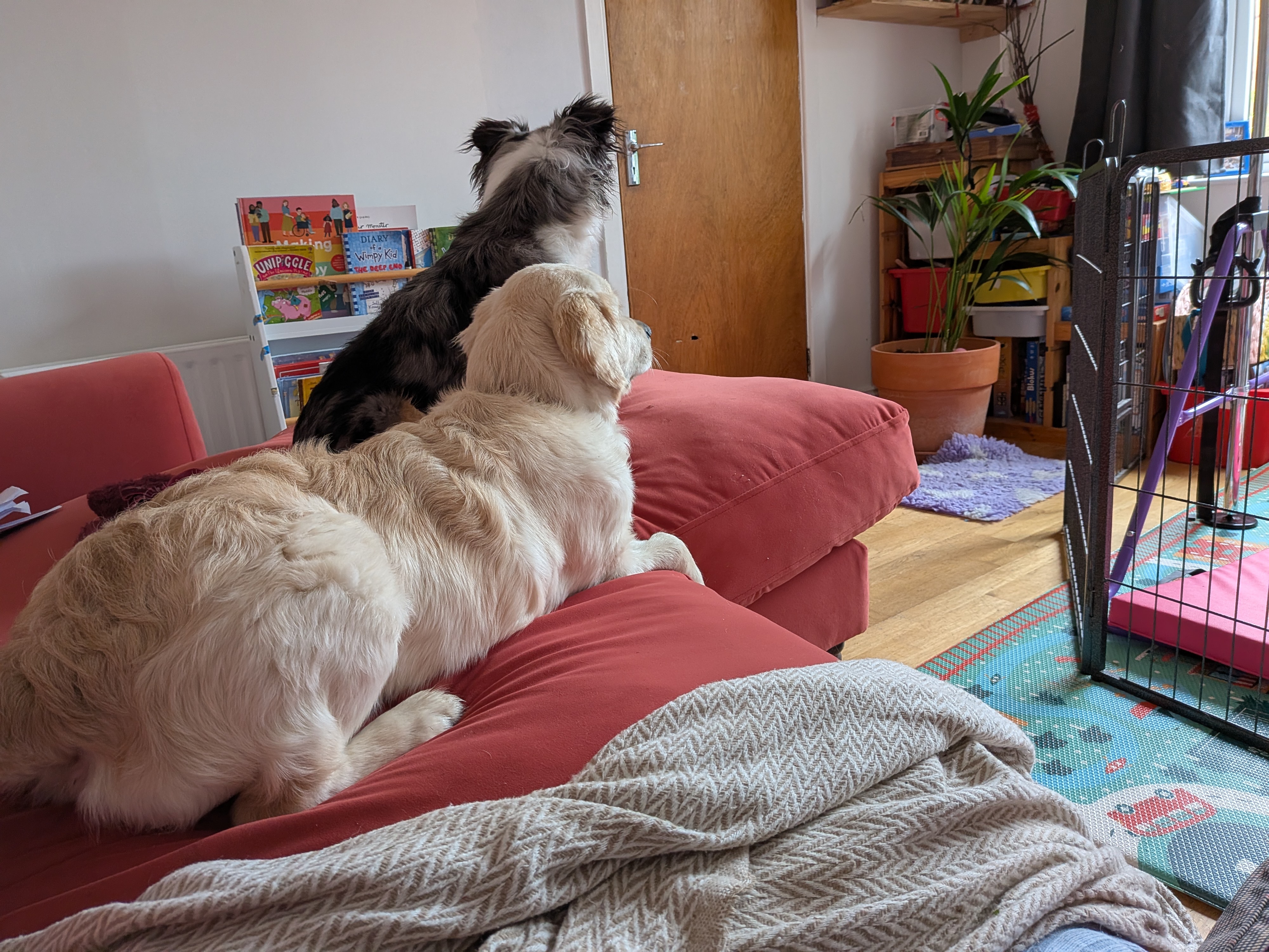 A golden retriever and a small dog relaxing together on the sofa