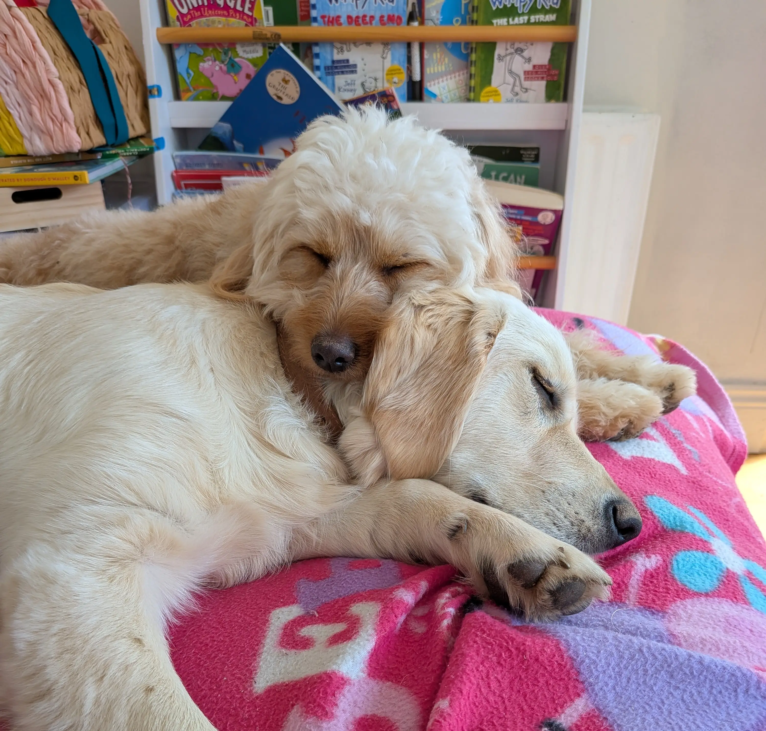 Two dogs sleeping together on a blanket