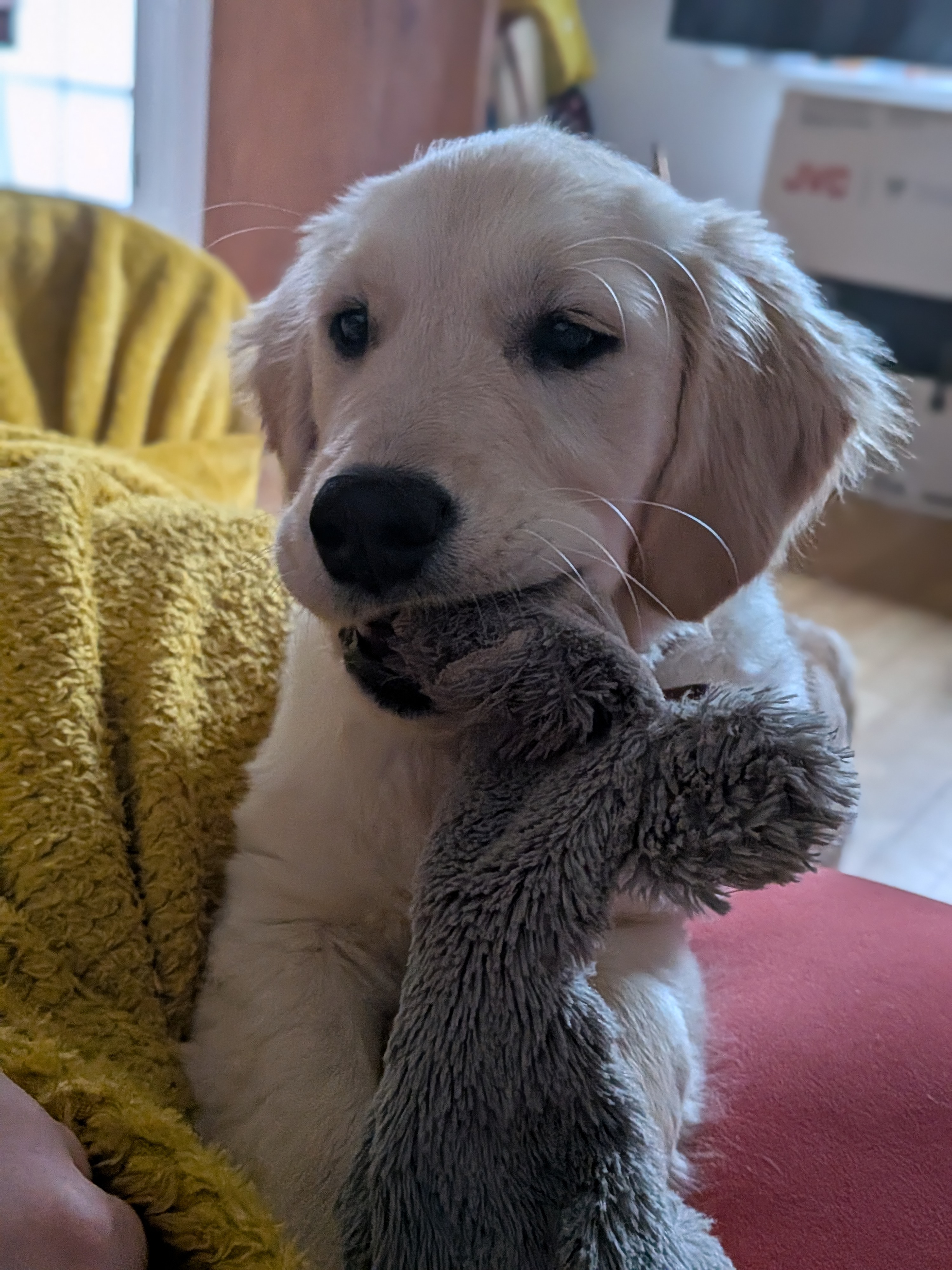 A puppy cuddling a soft toy