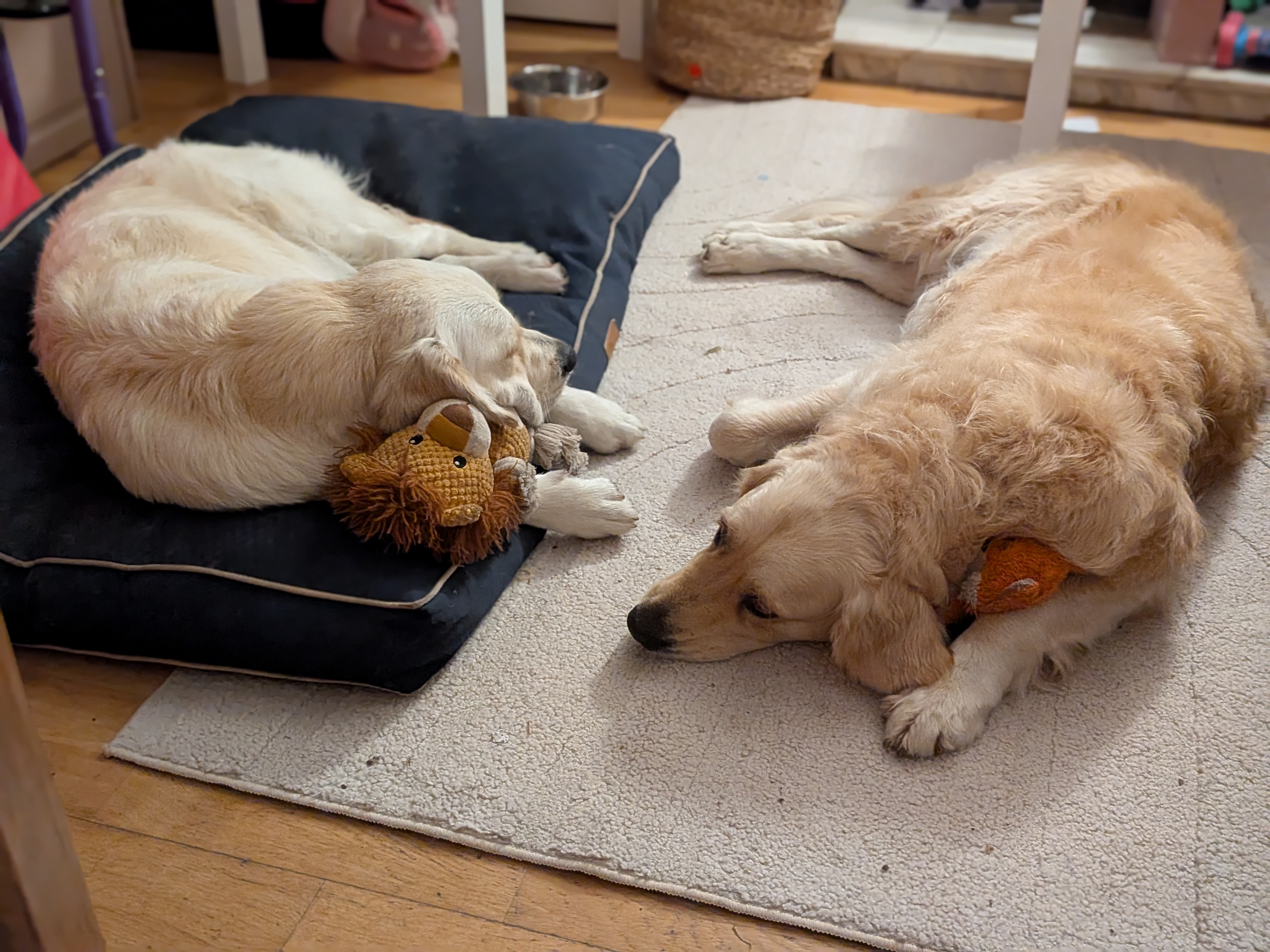 Two golden retrievers relaxing together indoors